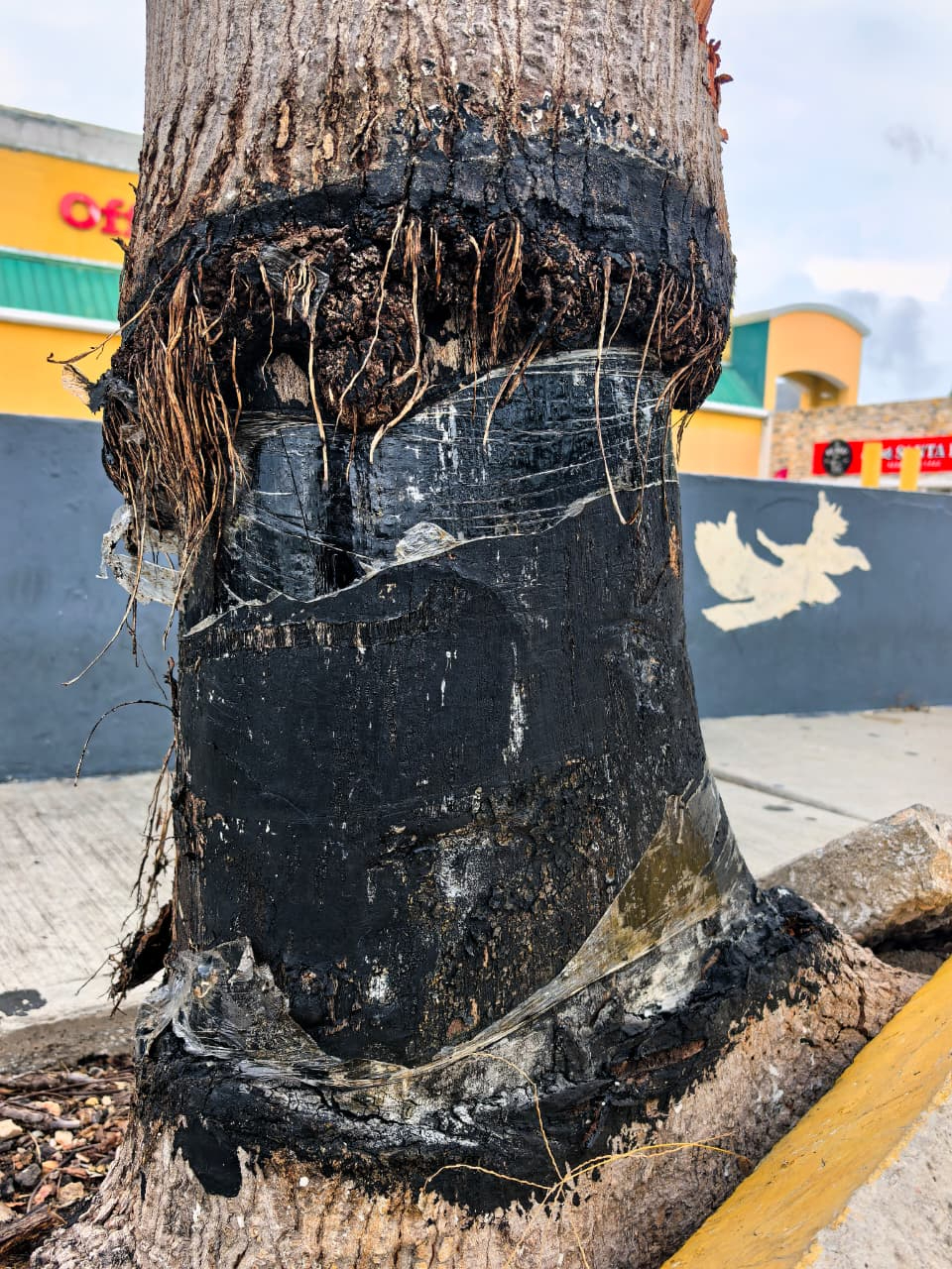 Un árbol que levanta banquetas, pero también protege la naturaleza