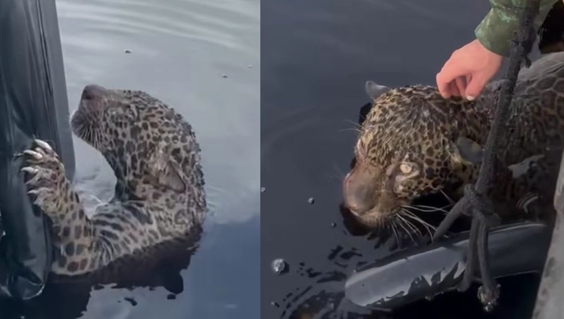 Hasta el momento se desconoce la identidad del responsable de atentar contra el animal Hasta el momento se desconoce la identidad del responsable de atentar contra el animal