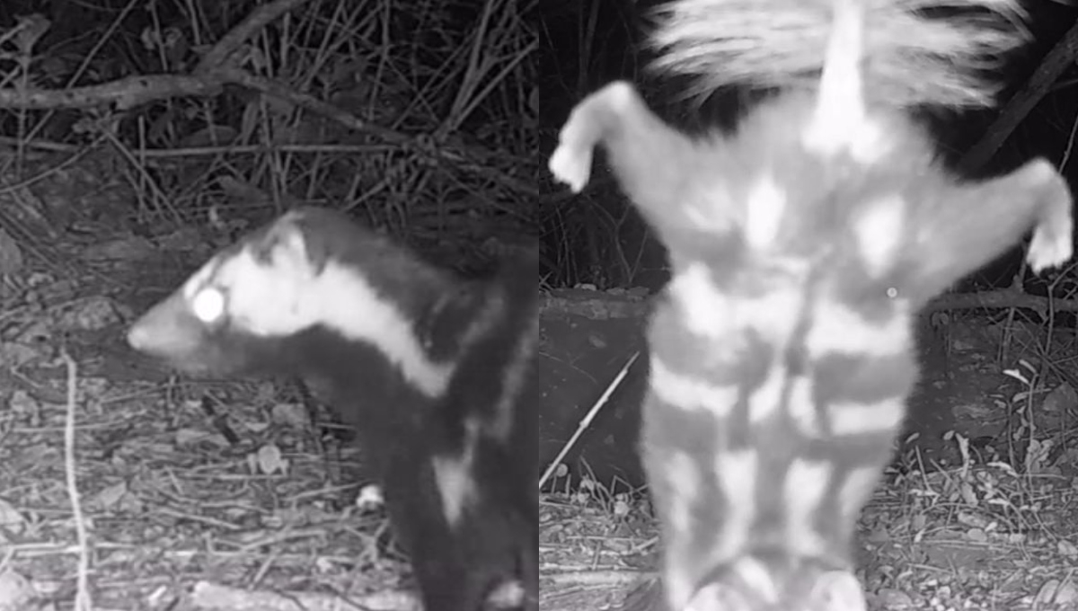 La especie adopta el comportamiento como una advertencia antes de rociar su oloroso líquido La especie adopta el comportamiento como una advertencia antes de rociar su oloroso líquido