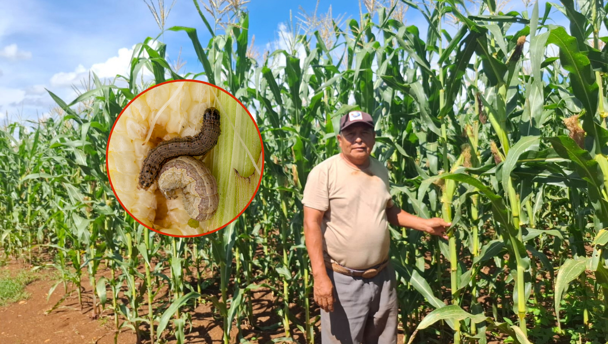 Productores de Pomuch enfrentan plaga del gusano cogollero; líder indígena logra contenerla Productores de Pomuch enfrentan plaga del gusano cogollero; líder indígena logra contenerla