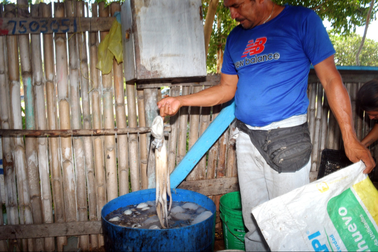 Pulpo maya en crisis: autoridades refuerzan vigilancia en costas de Campeche Pulpo maya en crisis: autoridades refuerzan vigilancia en costas de Campeche