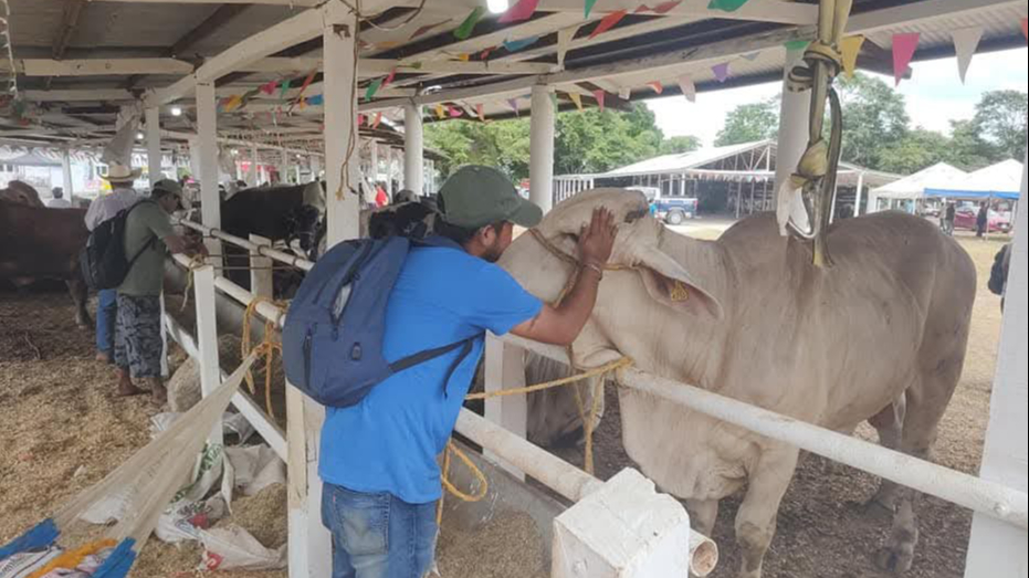 Aunque los brotes de miasis se mantienen controlados, el riesgo de expansión sigue siendo alto Aunque los brotes de miasis se mantienen controlados, el riesgo de expansión sigue siendo alto