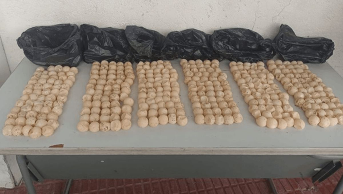 El traslado, comercialización o posesión de especies en veda o bajo protección oficial está penado por la legislación mexicana en materia ambiental El traslado, comercialización o posesión de especies en veda o bajo protección oficial está penado por la legislación mexicana en materia ambiental