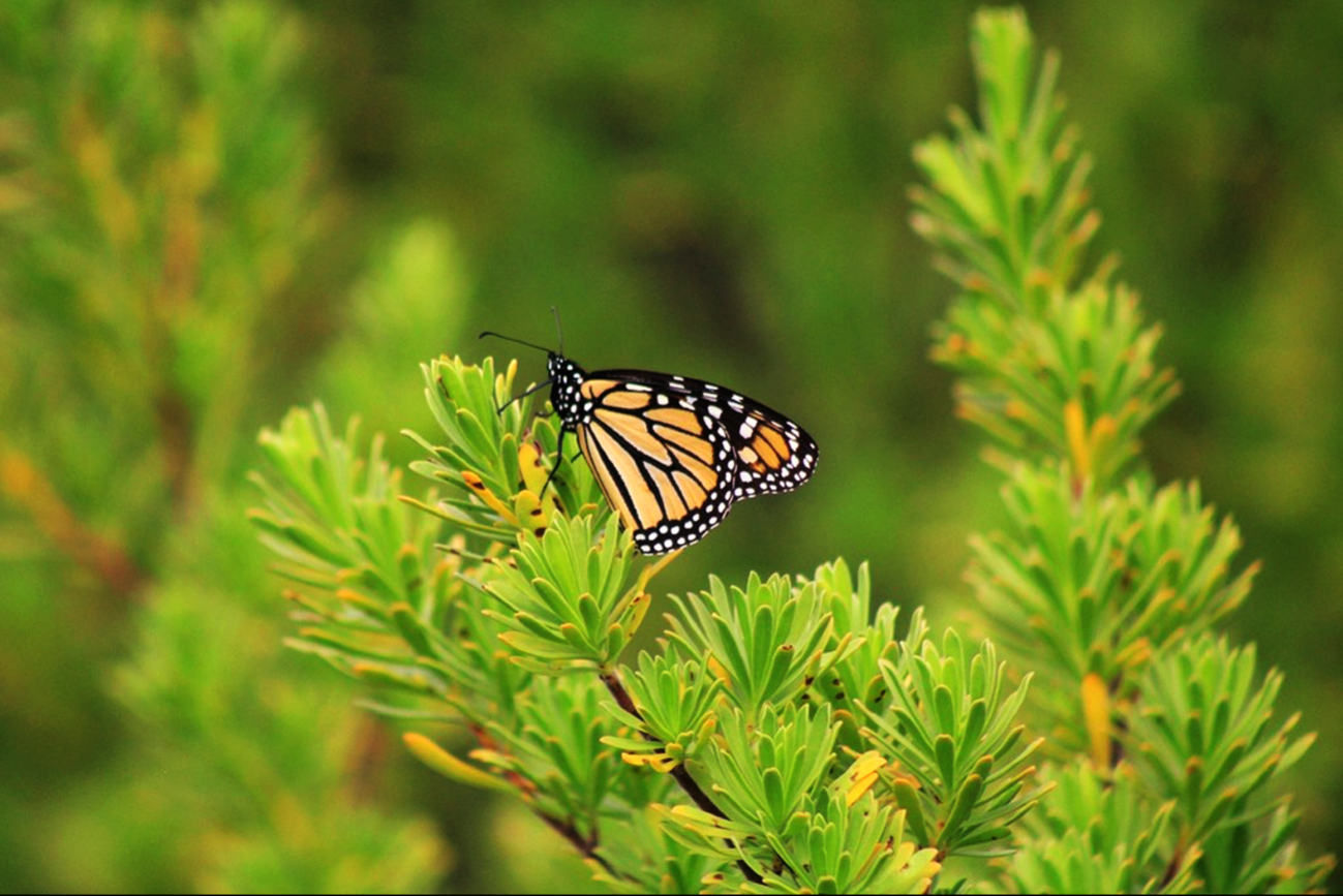 Activistas destacaron que la falta de información, así como el uso indiscriminado de pesticidas, amenazan este hallazgo de importancia internacional. (