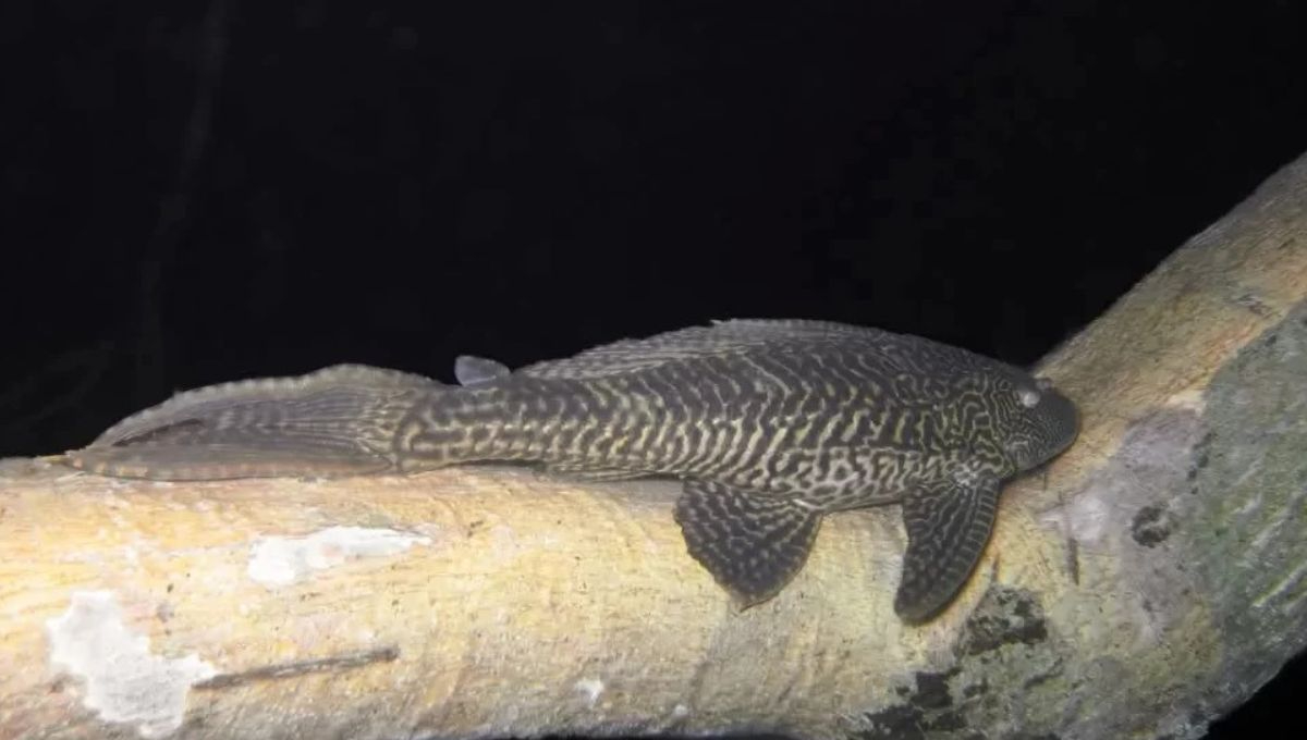 Alerta de riesgo ambiental en Bacalar ante la temporada de reproducción de pez diablo, aseguran que pone en peligro a las especies nativas