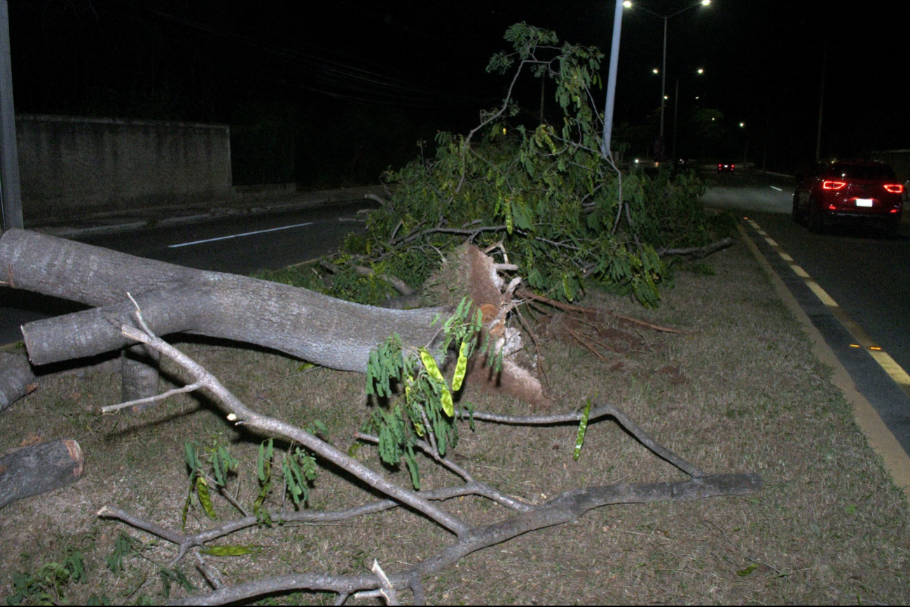 El árbol terminó derrumbado por los fuertes vientos.