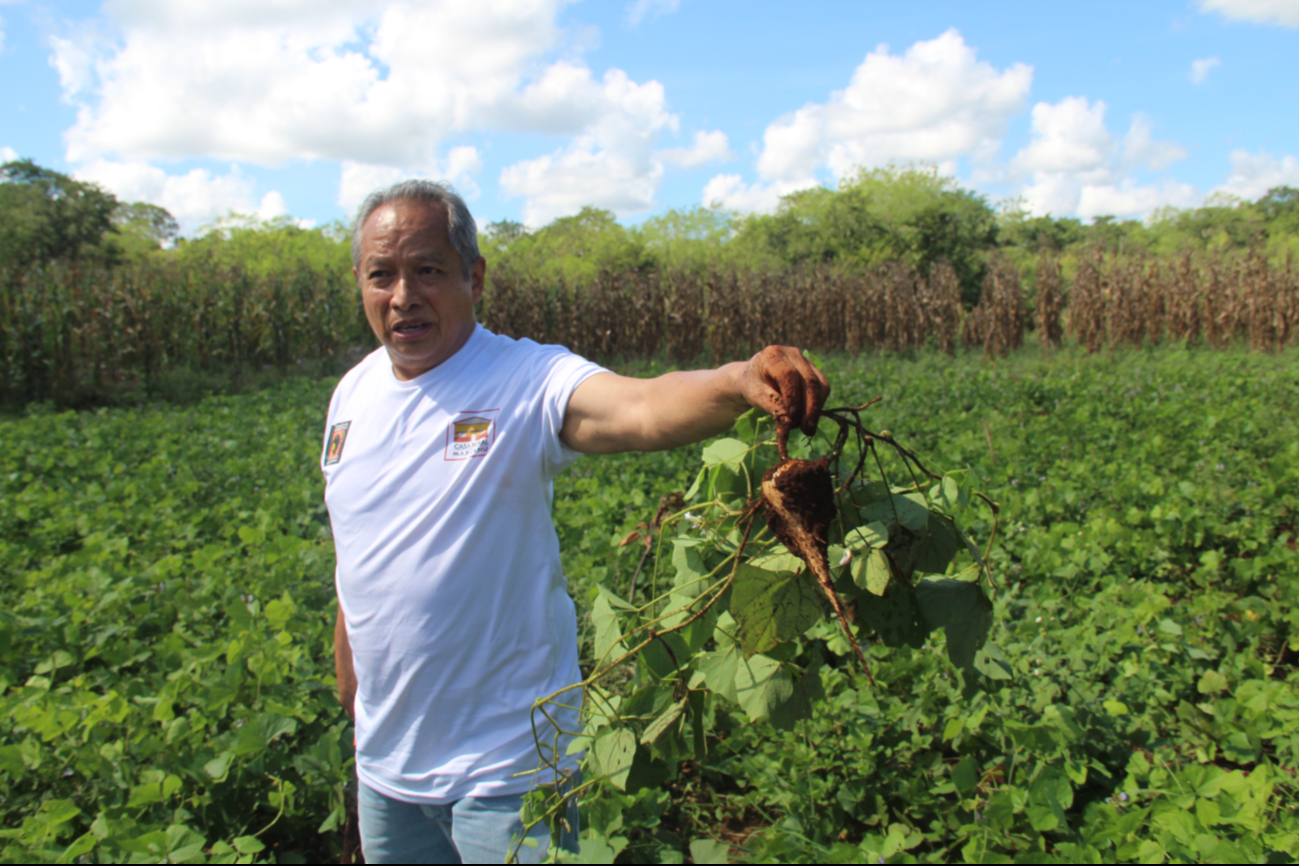 En Maxcanú la siembra de esta leguminosa está en crisis: no interesa a las nuevas generaciones
