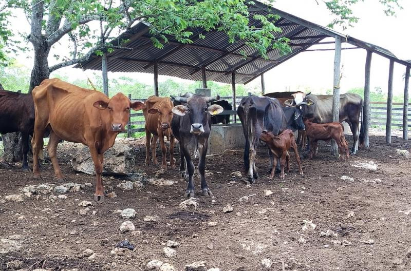 La Secretaria de Desarrollo Rural exhorta a reportar situaciones sospechosas para contener la plaga.