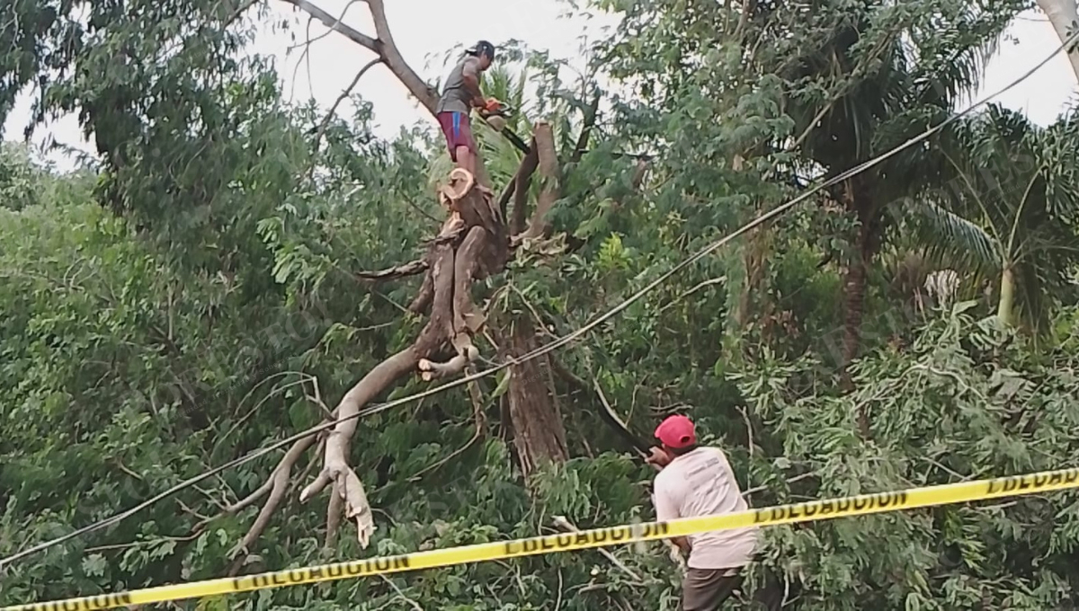 Protección Civil acudió al lugar para retirar la rama y acordonar el área, evitando accidentes.