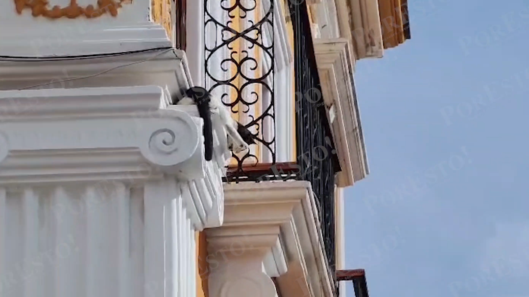 Solidaridad por un gato en peligro en la calle 10 por 51