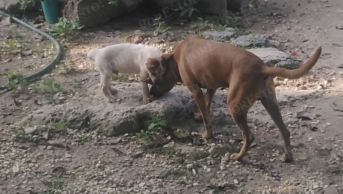 Vecinos denuncian abandono y envenenamiento de perros en Sabancuy