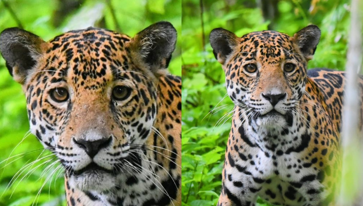 En los últimos meses, Andrea ha aparecido en diferentes ocasiones