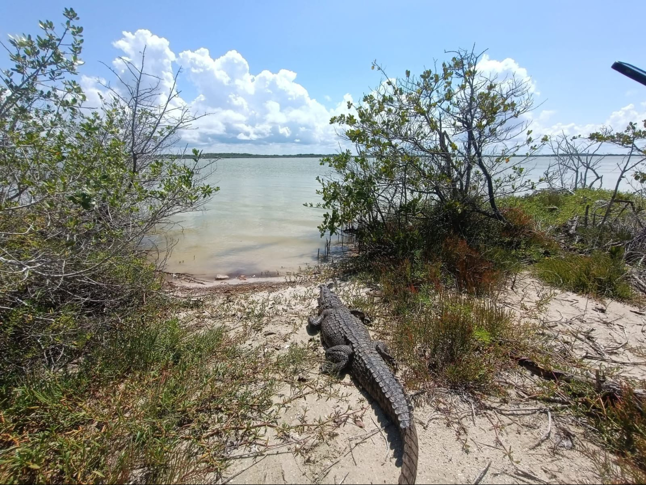 Capacitan a personal para atender avistamientos de cocodrilos en la costa de Yucatán