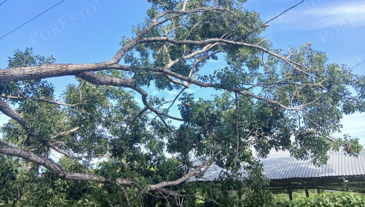 Personal de la CFE suspendió el servicio eléctrico y cortó el árbol sin incidentes.
