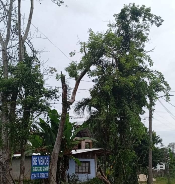 Un árbol de gran tamaño se quebró y al caer se quedó enredado en los cables de energía eléctrica