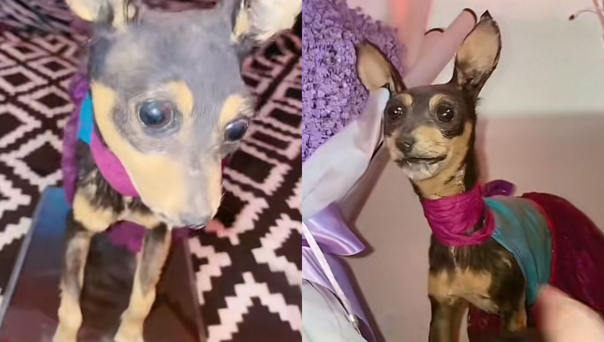 El caso generó todo tipo de opiniones entre los internautas