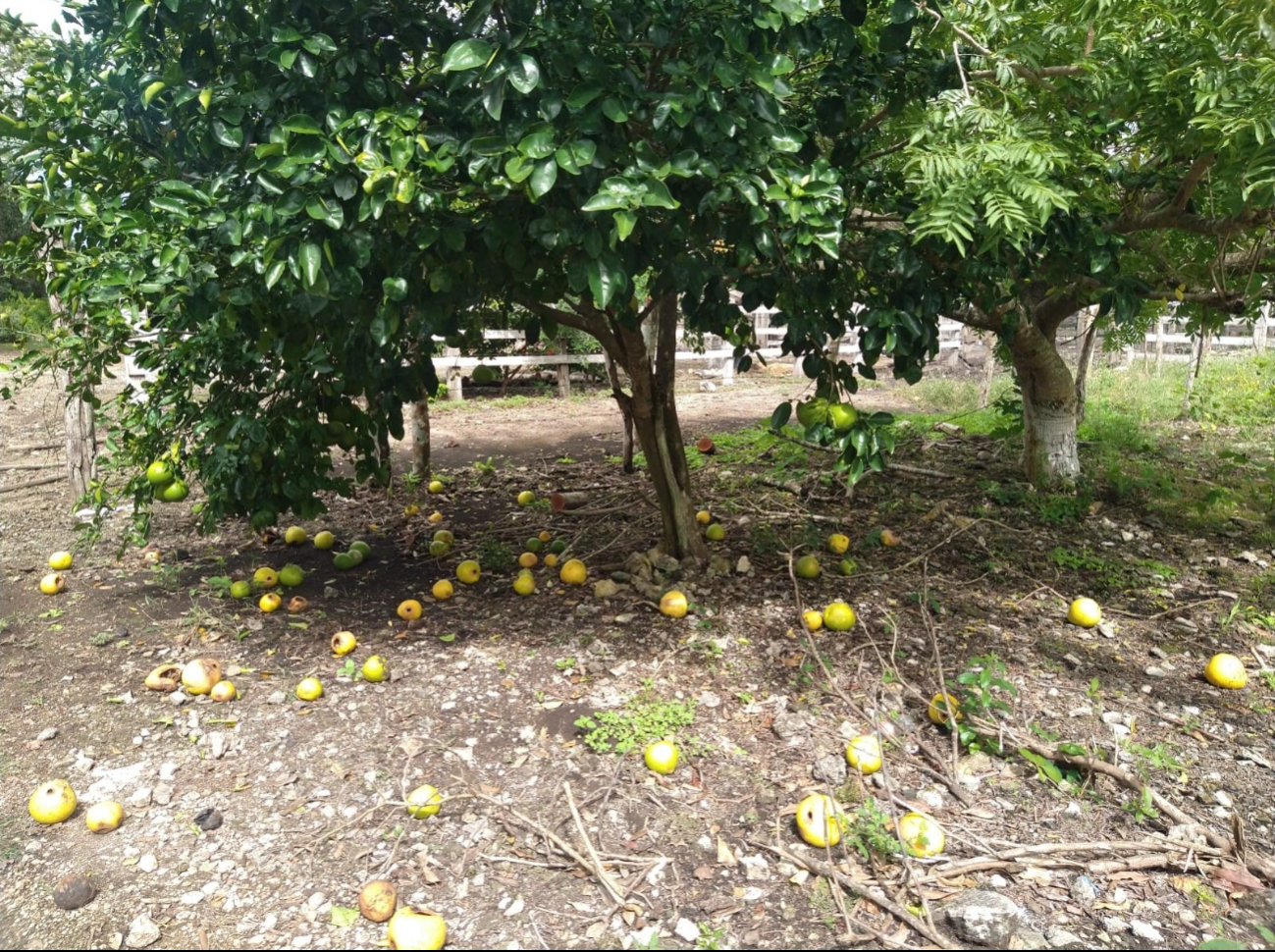 Productores pierden sus cosechas por las plagas