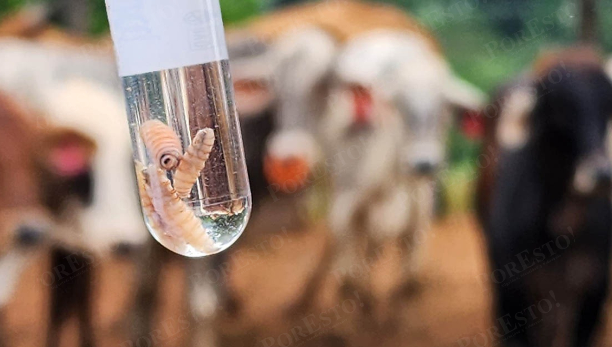 Autoridades llaman a extremar precauciones ante plaga ganadera en Campeche