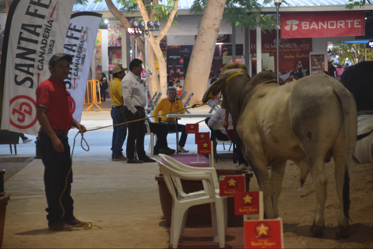 El Congreso local aprueba la nueva Ley pecuaria para fortalecer la competitividad del sector