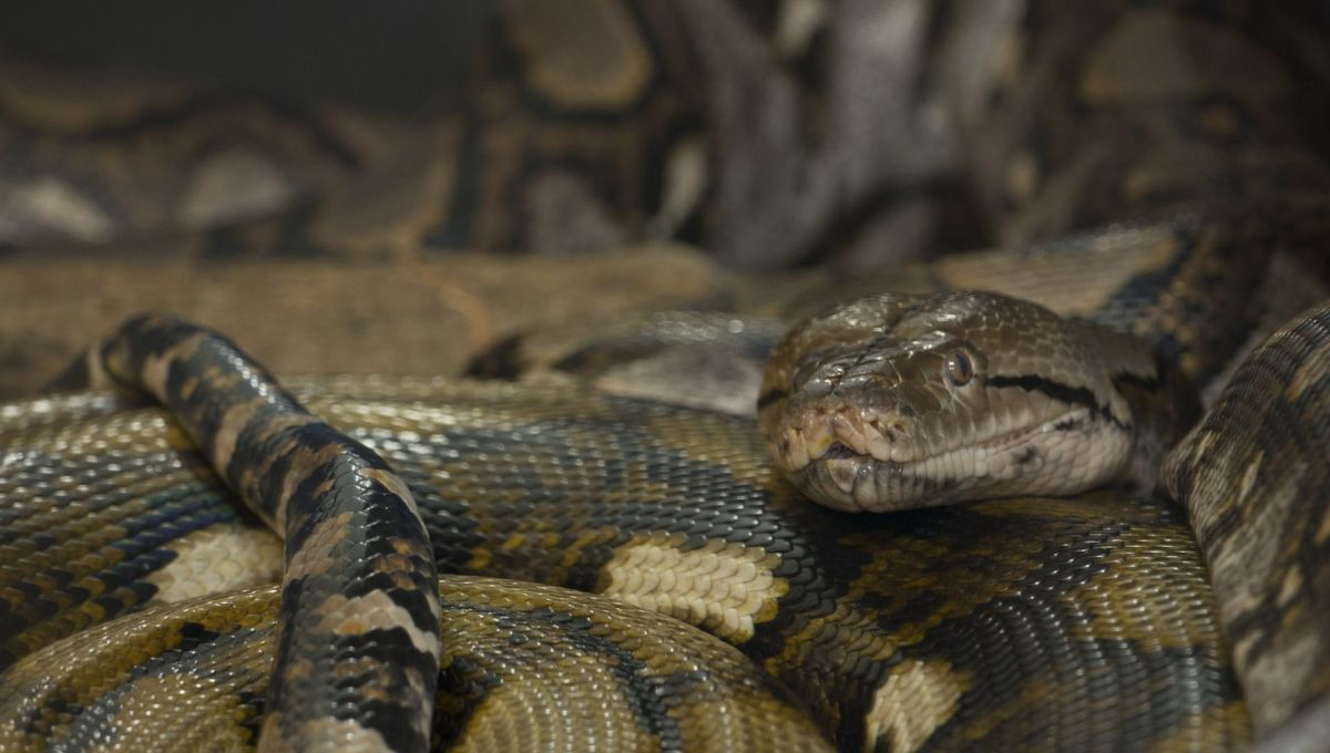 El proyecto demuestra que es posible sustituir los complejos sueros animales por mezclas definidas de anticuerpos recombinantes