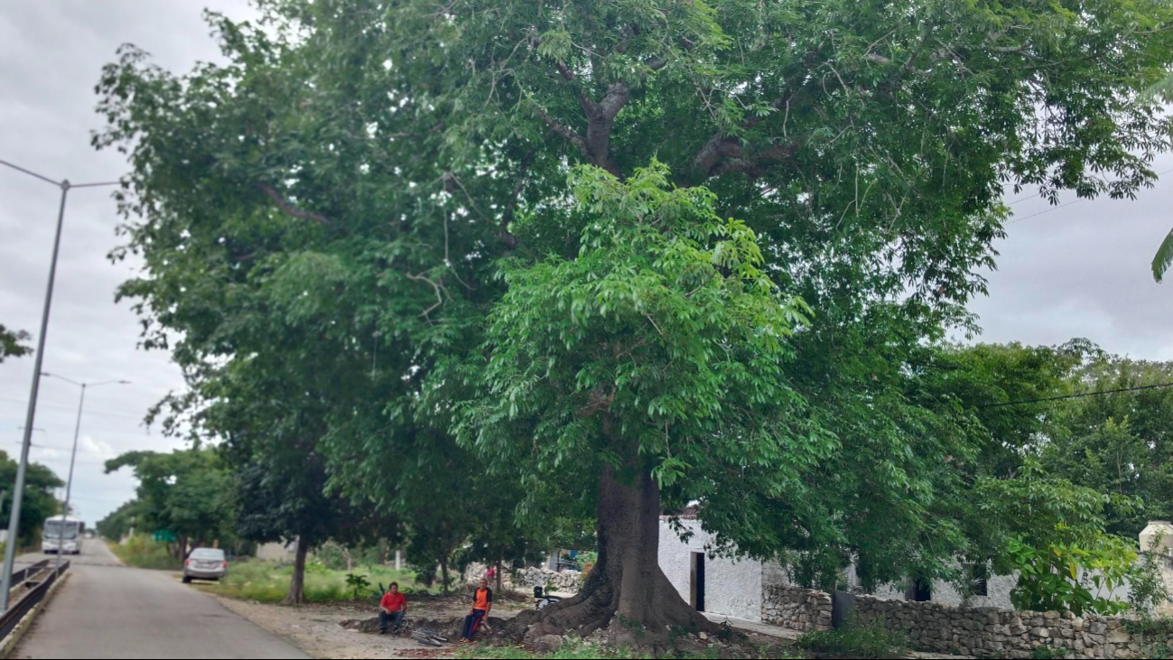 Hay amplios terrenos cubiertos de vegetación, flores y árboles majestuosos como la ceiba