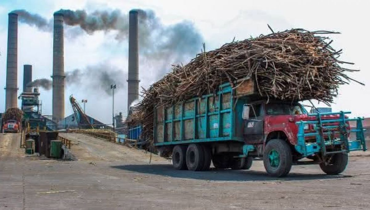 Importación de endulzante de maíz afecta a cañeros de Quintana Roo; más de 3 mil familias se ven afectadas