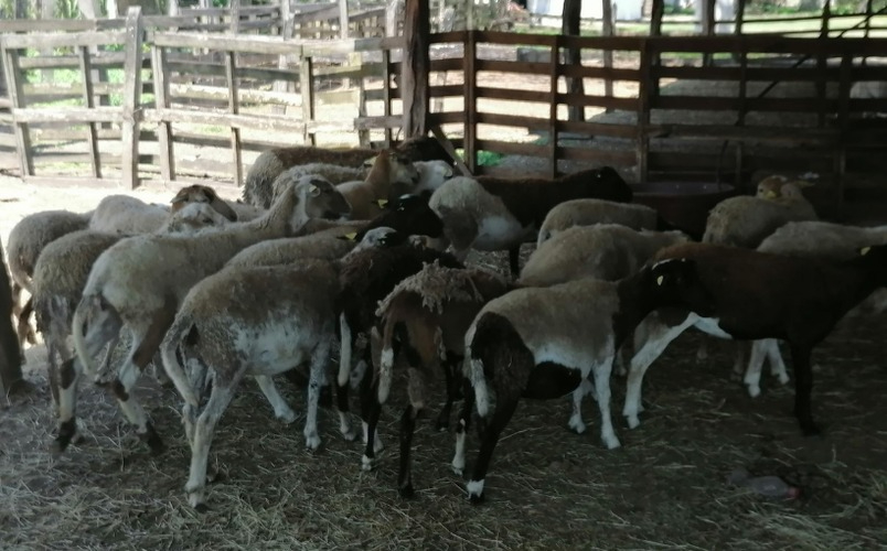 Reportan avistamiento de coyotes en Bacalar