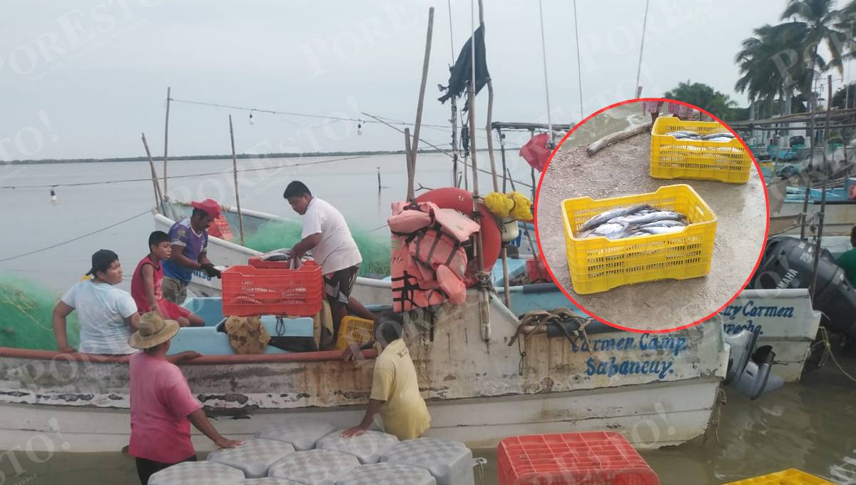 3️⃣ Aguas frías impulsan la pesca de sierra en Sabancuy; capturas llegan a 200 kilos