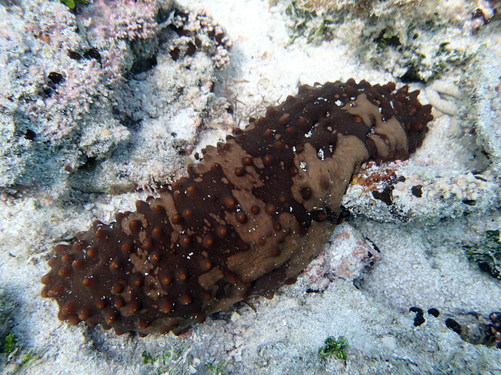 Autoridades de Pesca aseguran que hay una alentadora recuperación del pepino de mar en costas estatales