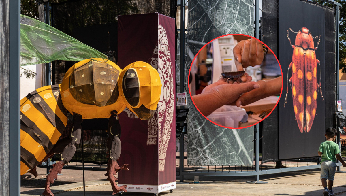 Campeche vive una experiencia cultural y científica con la exposición “Insectus, Ciencia, Arte y Cultura 2025”.