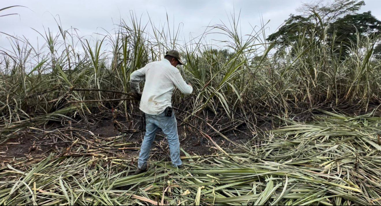 De acuerdo con agrupaciones, hay explotación laboral durante el corte de la vara