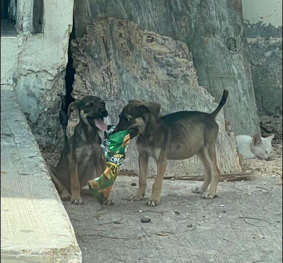 Dos cachorros desnutridos y sin resguardo fueron rescatados en Campeche tras una denuncia por maltrato animal.