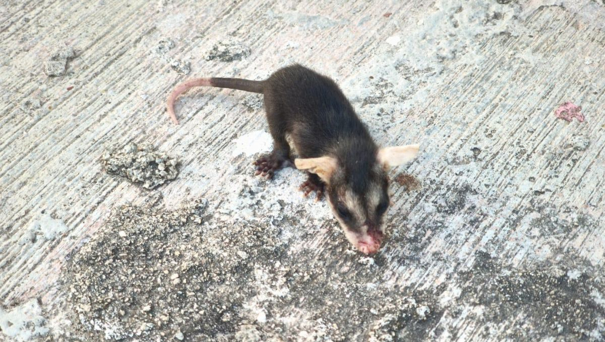 Perece fauna salvaje en Chetumal: a diario se reportan al menos 3 tlacuaches muertos en la mancha urbana