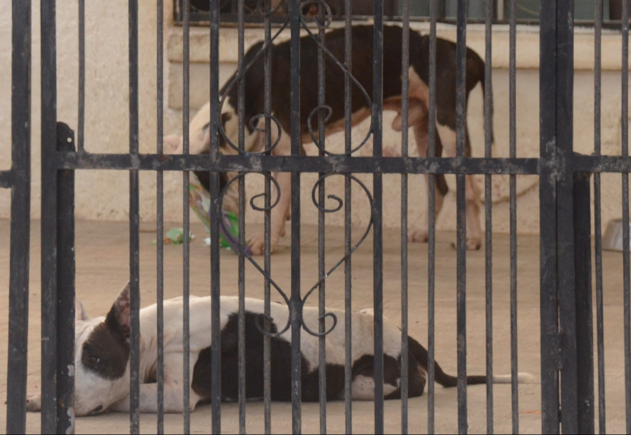En la dependencia fueron sacrificadas varias mascotas, entre perros y gatos, por un brote de moquillo