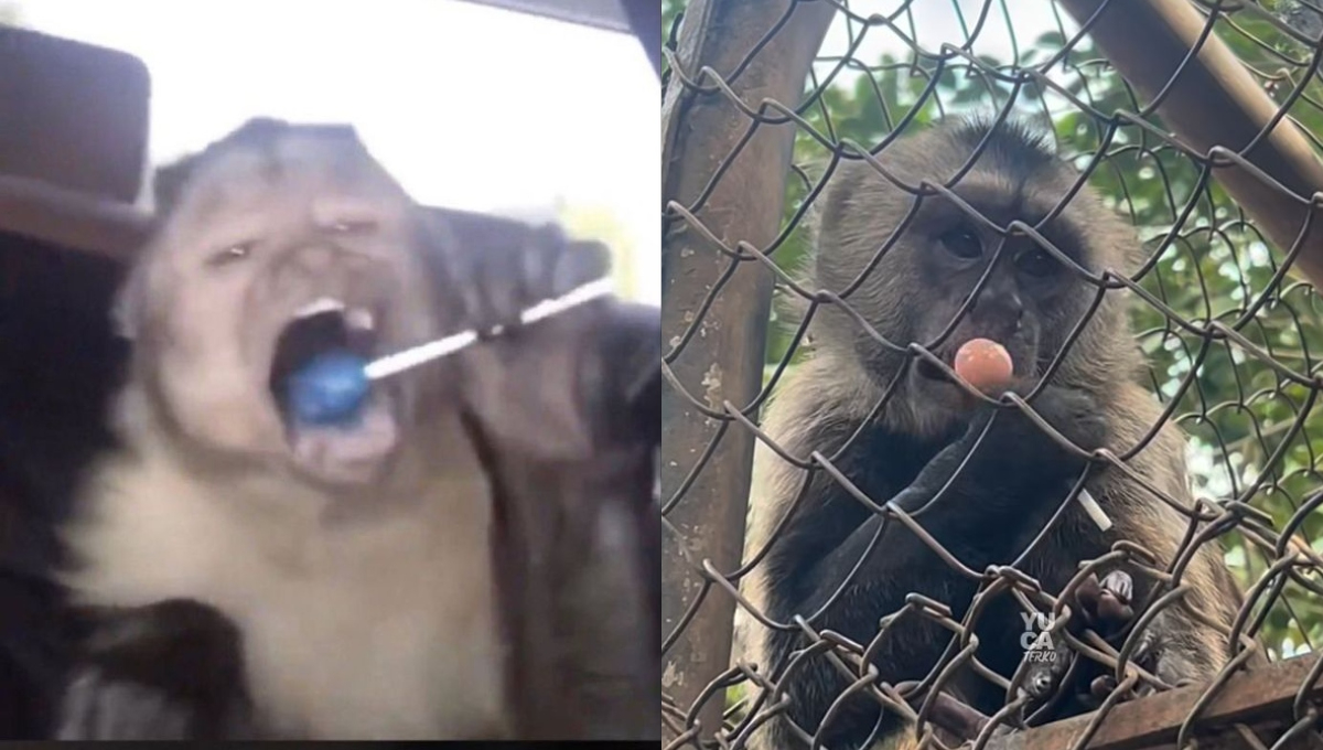 Hasta el momento se desconoce quién entregó la paleta al mono