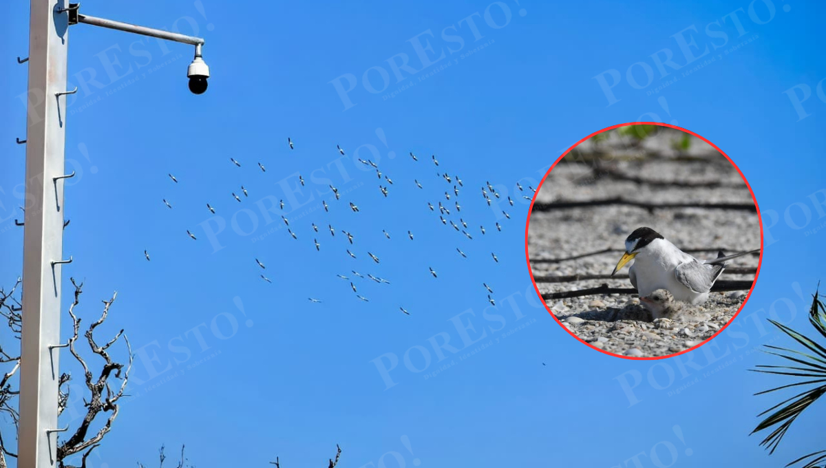 Cientos de aves migratorias han comenzado a llegar a Ciudad del Carmen para resguardarse del invierno.