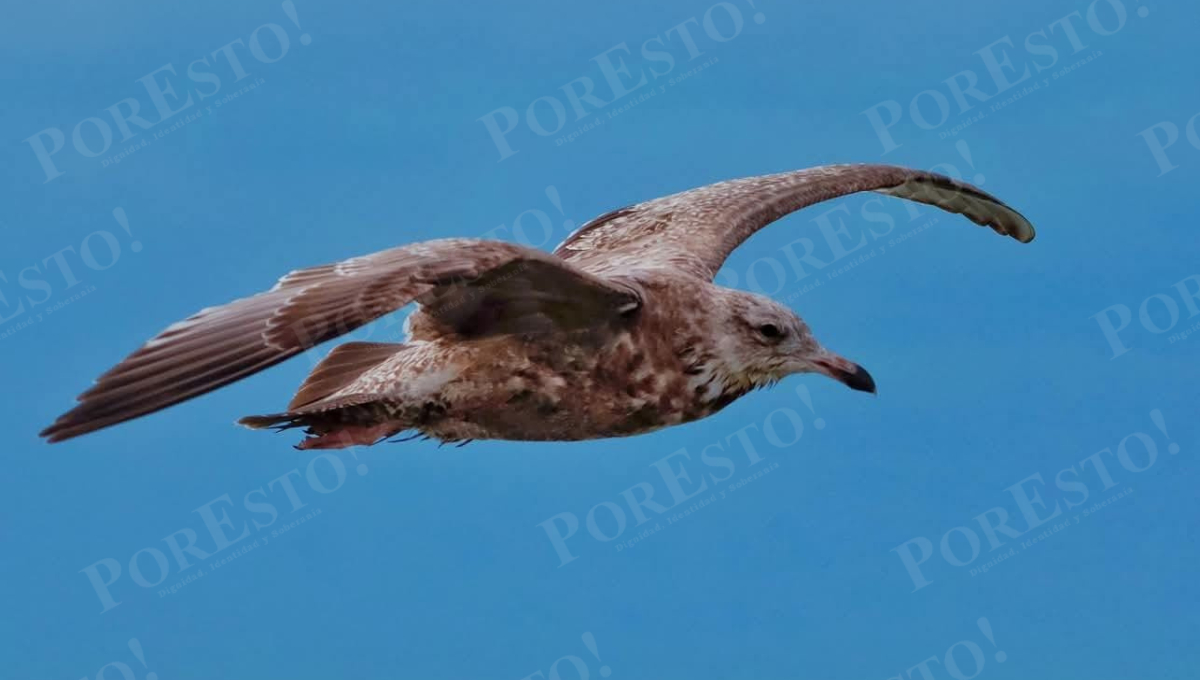 La migración está en riesgo por pérdida de manglar, contaminación, urbanización y cambio climático.