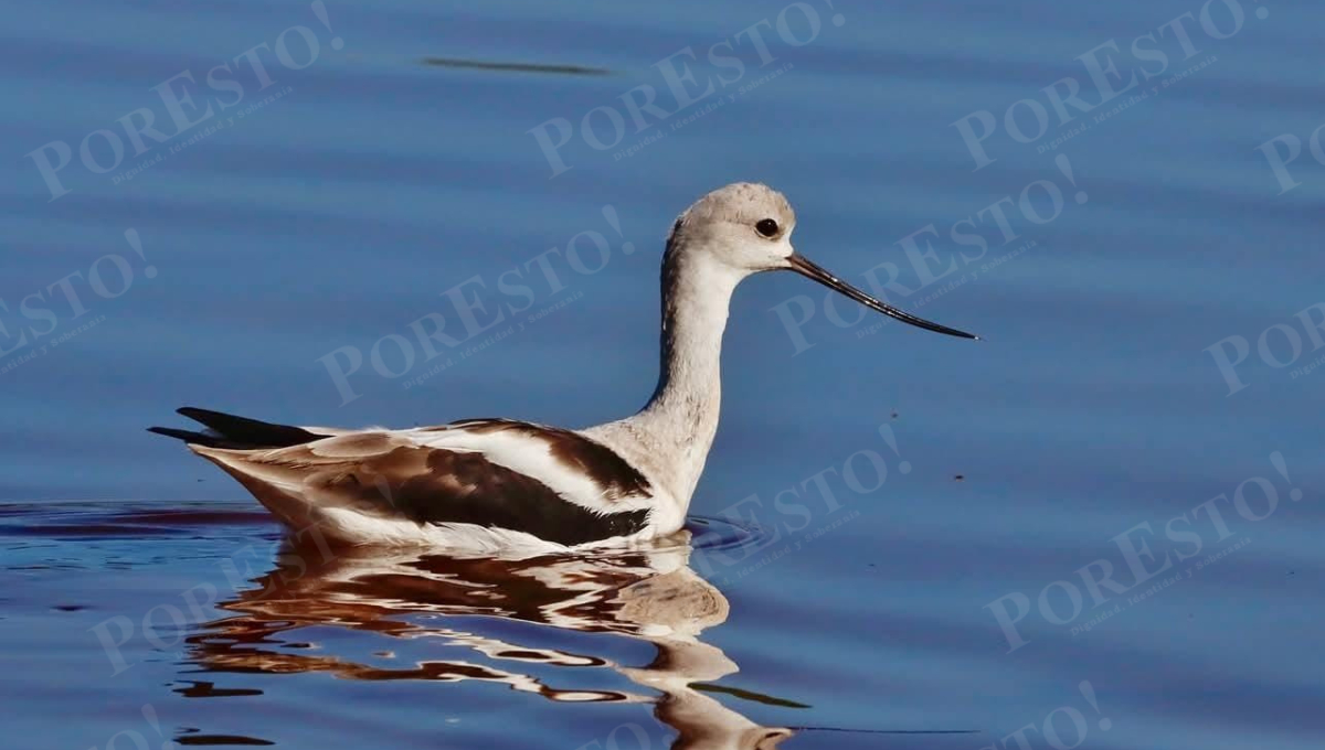Laguna de Términos es uno de los refugios más importantes de México para aves migratorias.