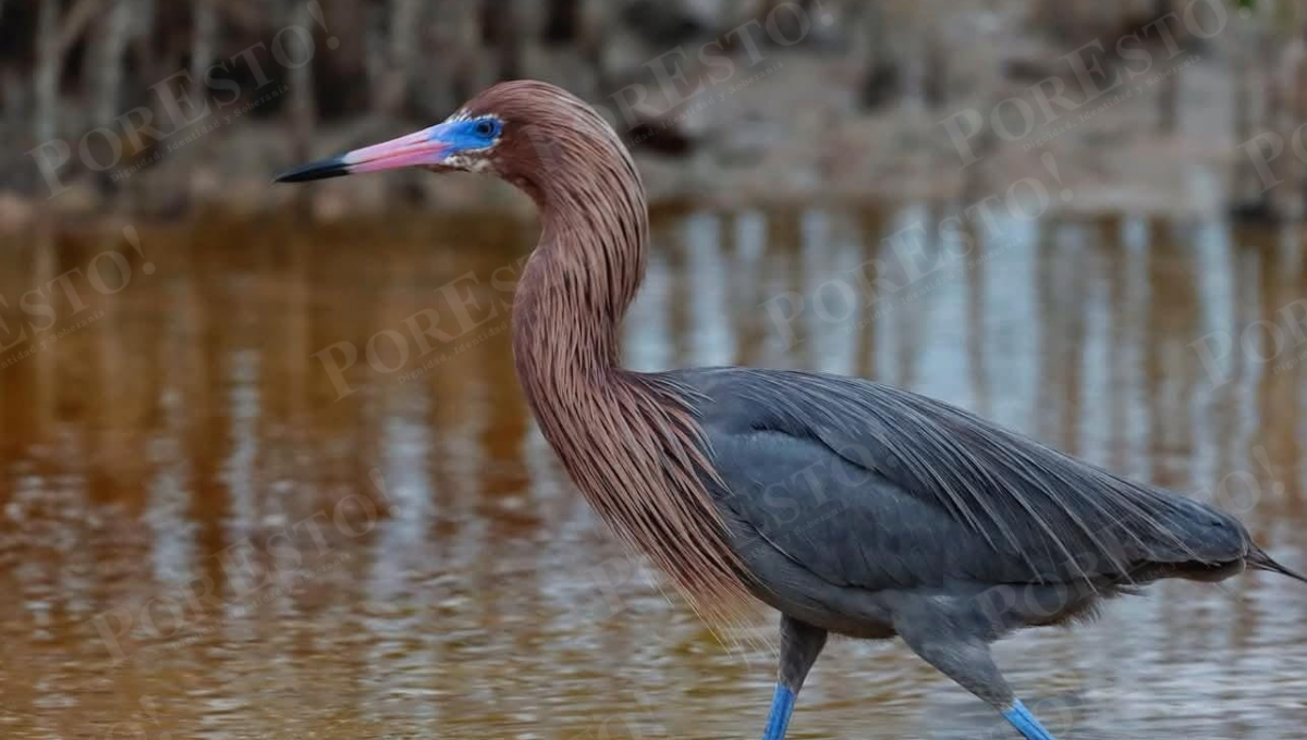 Pelícanos blancos, ostreros americanos y otras especies se concentran en Playa Norte, Isla del Carmen y la Laguna de Términos.