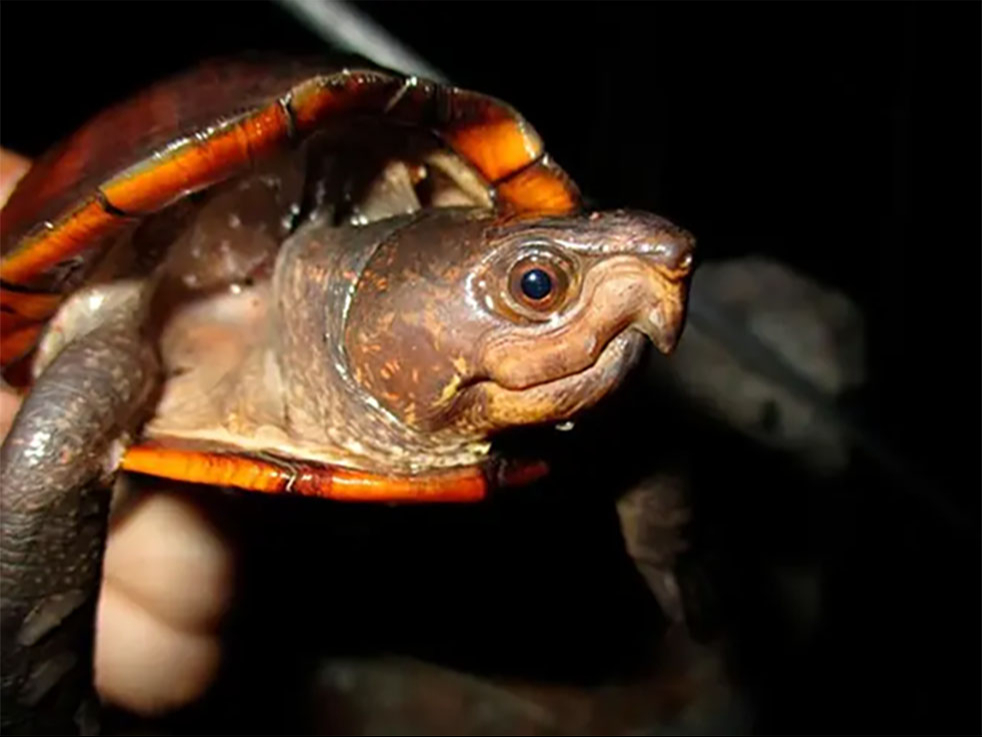La Kinosternon creaseri, conocida como tortuga de pantano de Yucatán o Xtuk’is en lengua maya, está en riesgo de extinción