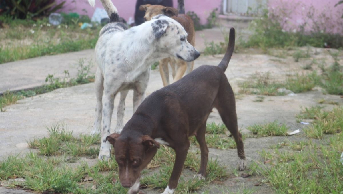 Menor de edad sufrió mordida de perro callejero en poblado de Sergio Butró Casas, habitantes del ejido piden a autoridades atender la sobrepoblación de perros callejeros