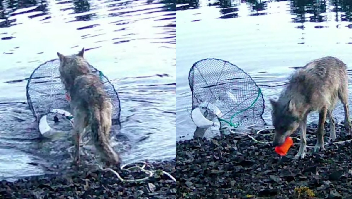 Desde 2023 se reportaron daños en las trampas de cangrejos situación que motivó la instalación de una cámara trampa