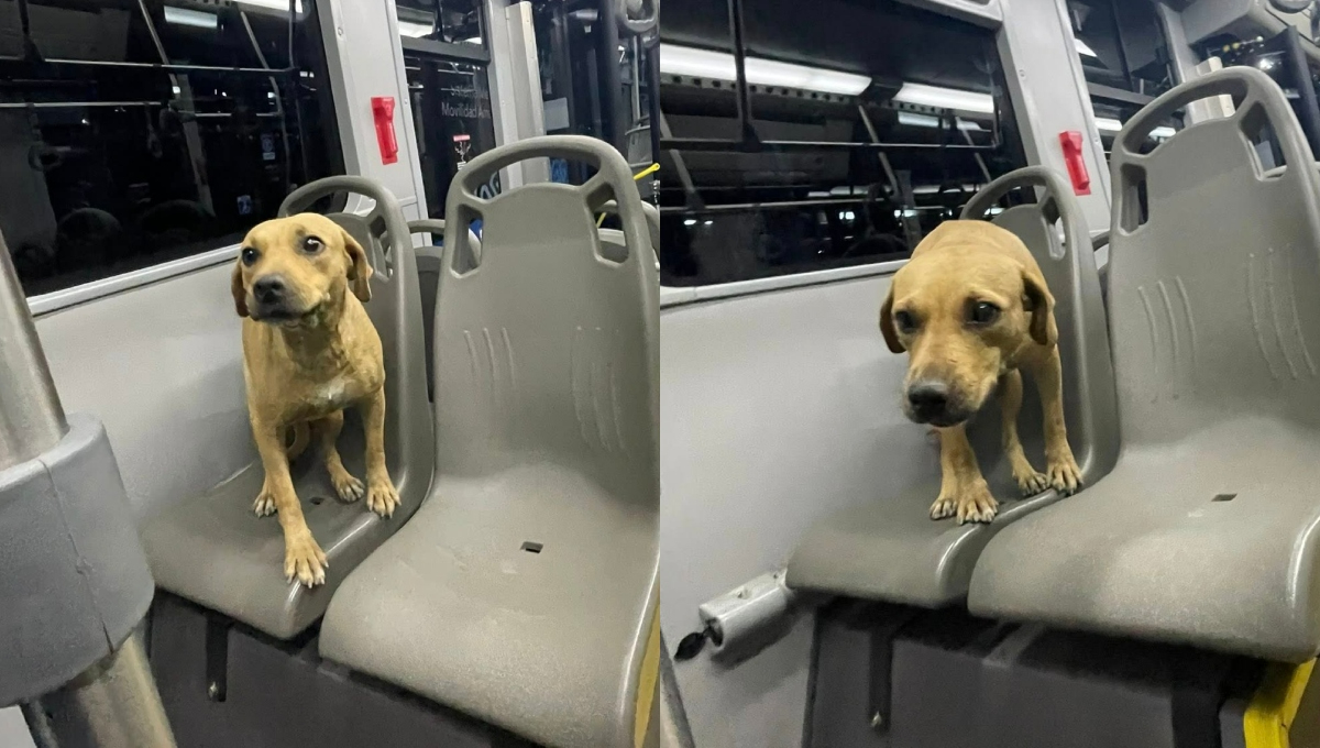 La lomita se trasladó cómodamente en el Va y Ven