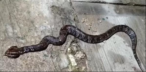 La serpiente Huolpoch entró a casa de una familia en Valladolid
