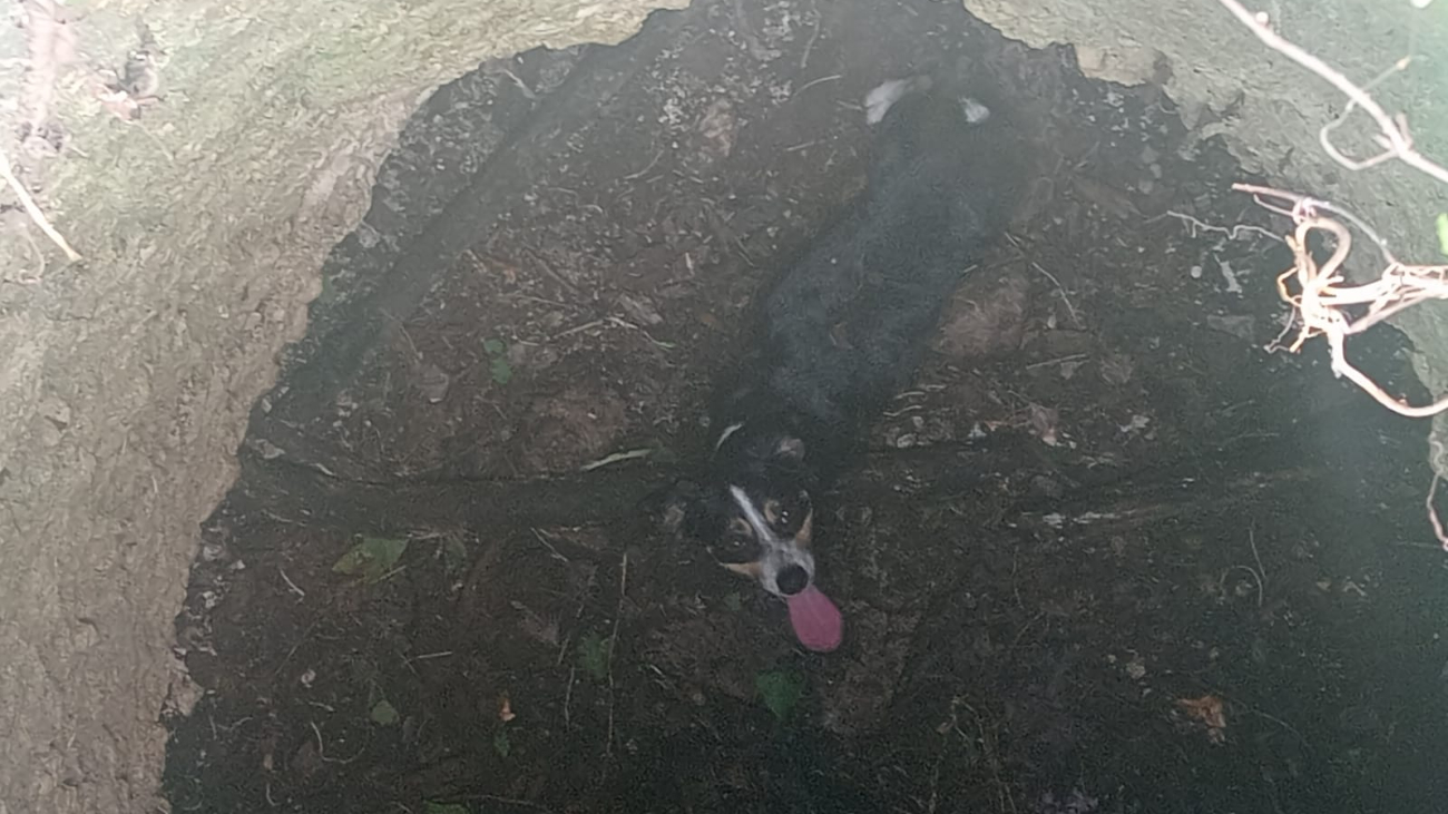Una familia encuentra a un perrito atrapado en el interior de una fosa en un terreno baldío