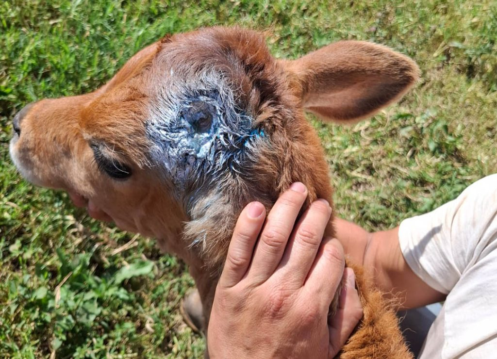 Veterinarios campechanos convocados para certificar ganado y frenar afectaciones