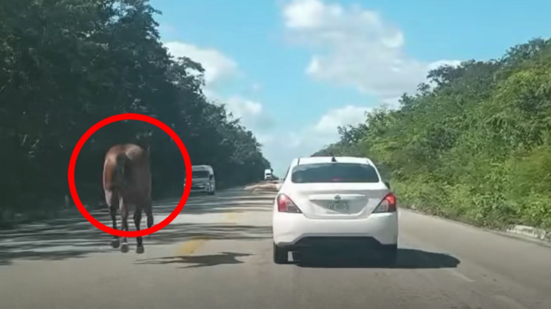 Caballo corre sobre la carretera Tizimín-Sucilá