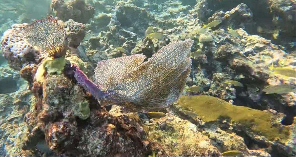 El arrecife Francisco I. Madero conforma diversas especies como corales duros y blandos.