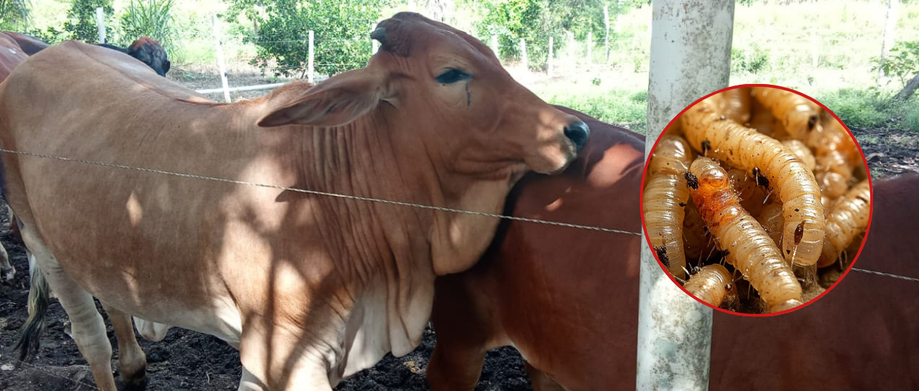 Según cifras de autoridades sanitarias en el municipio, oficialmente hay 11 animales afectados.