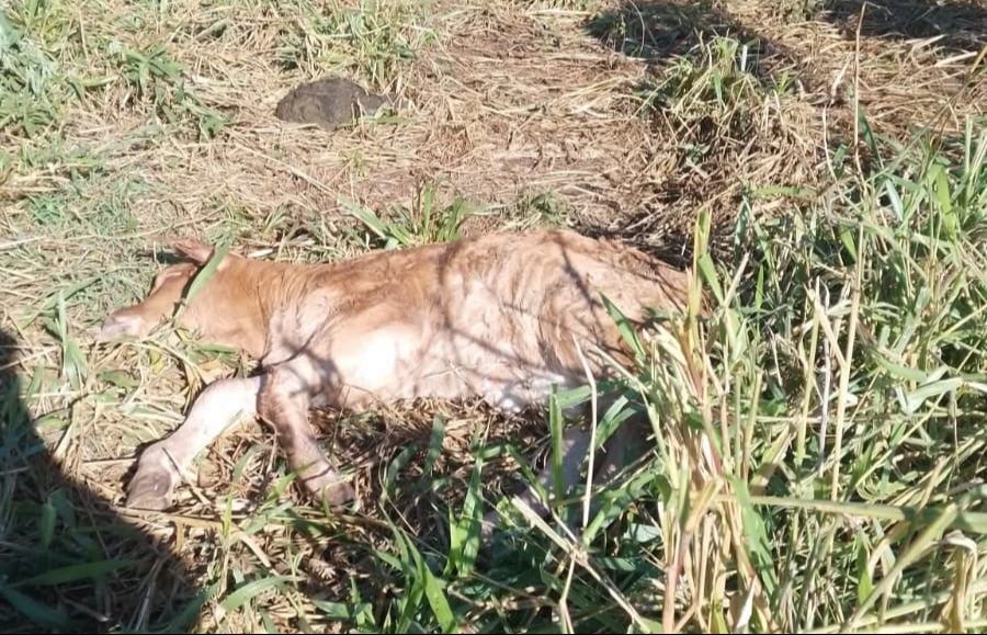 En Tixcancal, Tizimín, cazadores furtivos ingresaron a un rancho y mataron a un becerro.